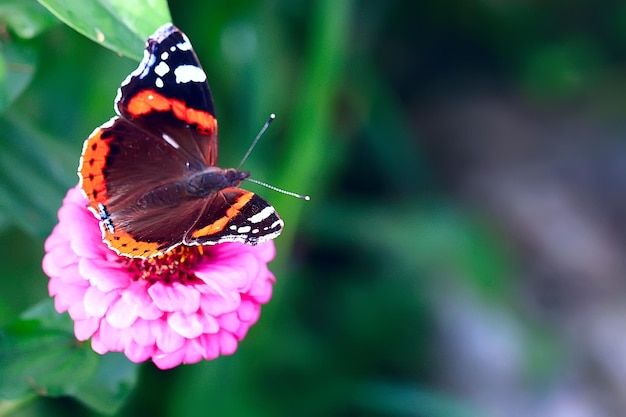 花に蝶