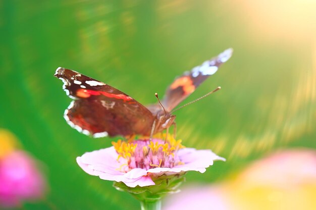 butterfly on a flower