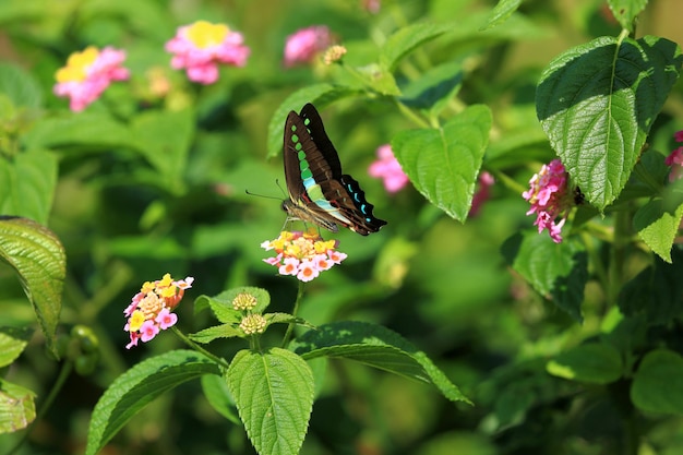 Butterfly on flower