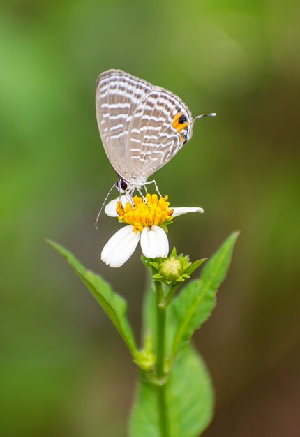 butterfly on flower