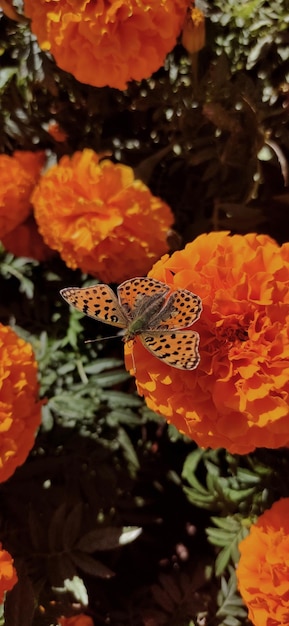 butterfly on a flower