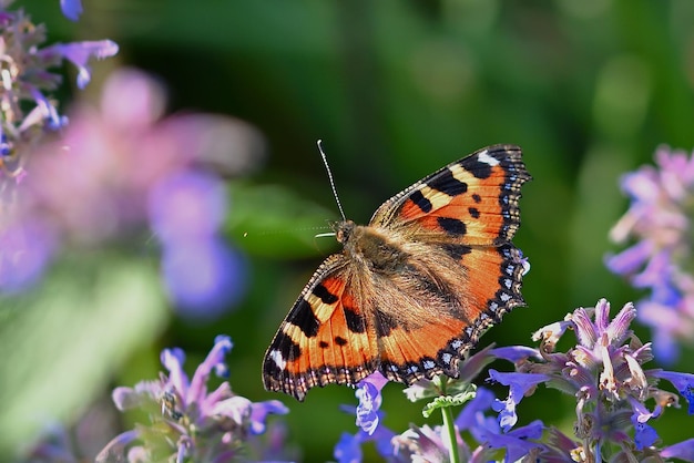 butterfly on a flower