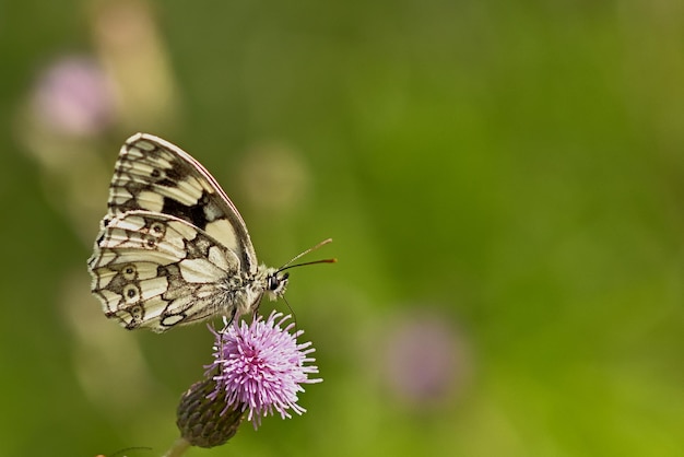 Farfalla su un fiore