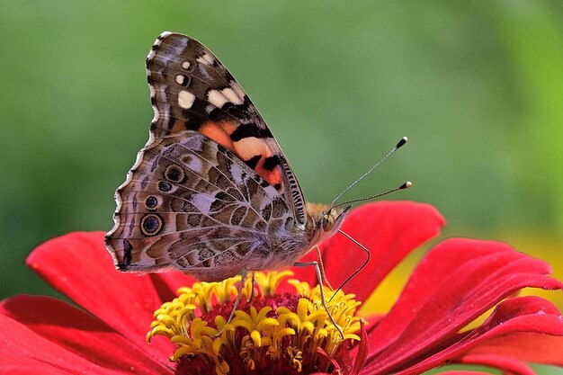 butterfly on flower