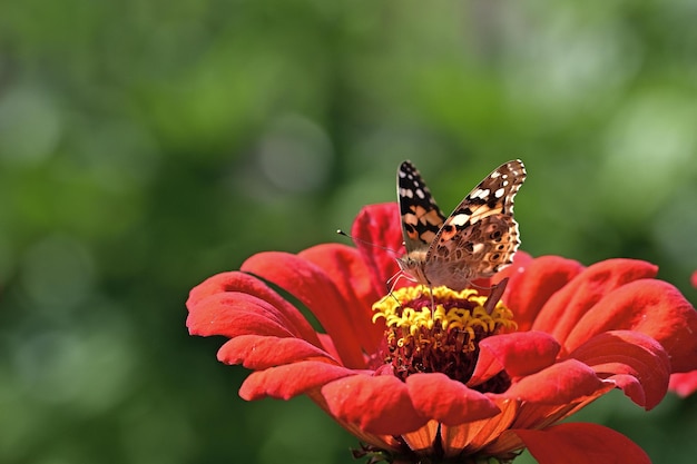 butterfly on flower