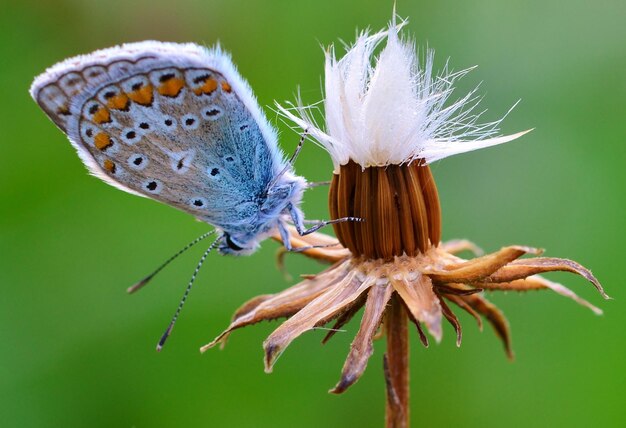 butterfly on flower