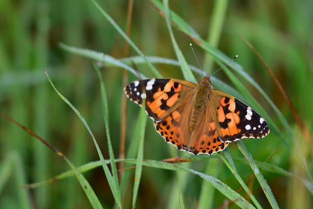 butterfly on a flower