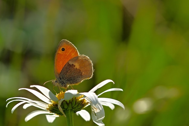 butterfly on flower