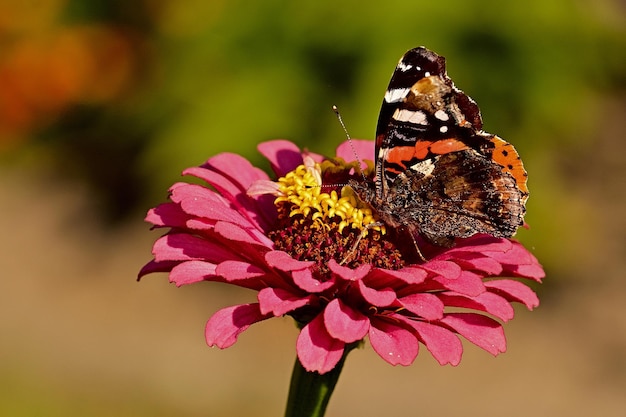 butterfly on flower