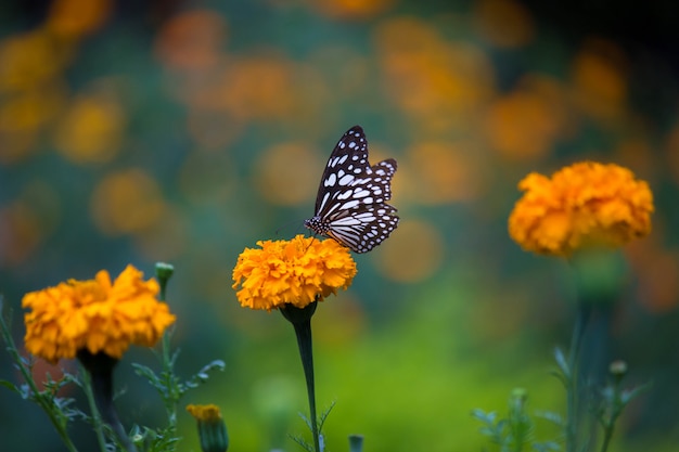 花の蝶