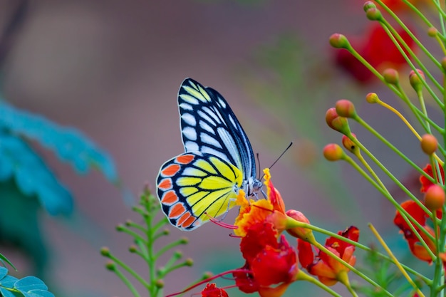 Butterfly on the Flower