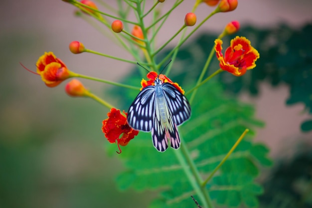 Butterfly on the flower