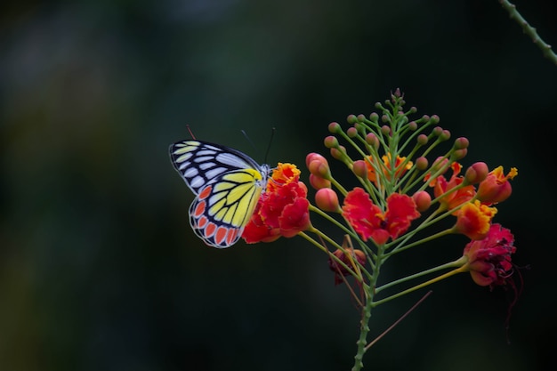 Butterfly on the flower