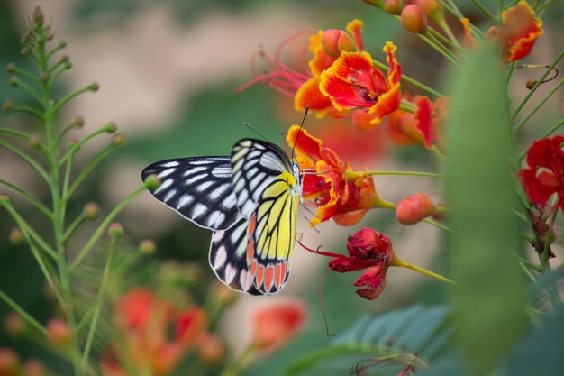 Butterfly on the flower