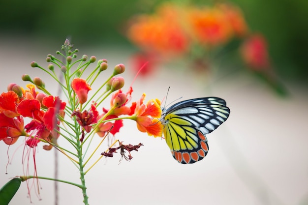 Butterfly on the flower