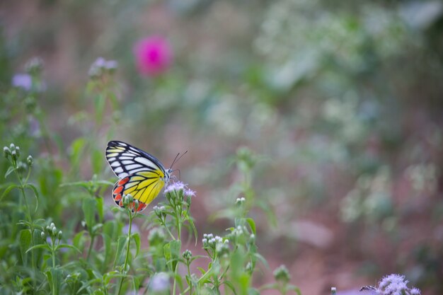 Butterfly on the Flower