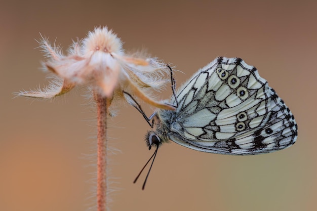 A butterfly on a flower