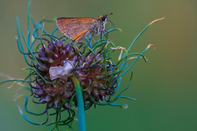 A butterfly on a flower