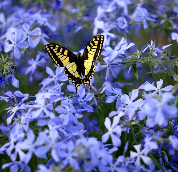 Бабочка на цветах в саду