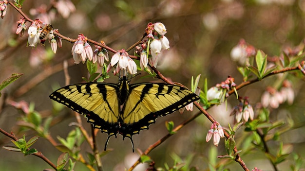 Photo butterfly flowers macro