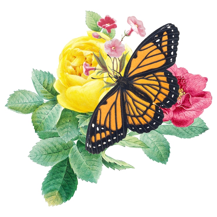 Photo butterfly on flowers png clipart aesthetic collage element on transparent background