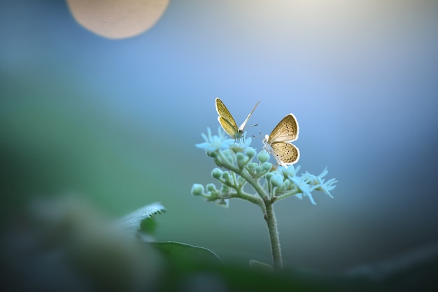 自然の背景を持つ花の蝶