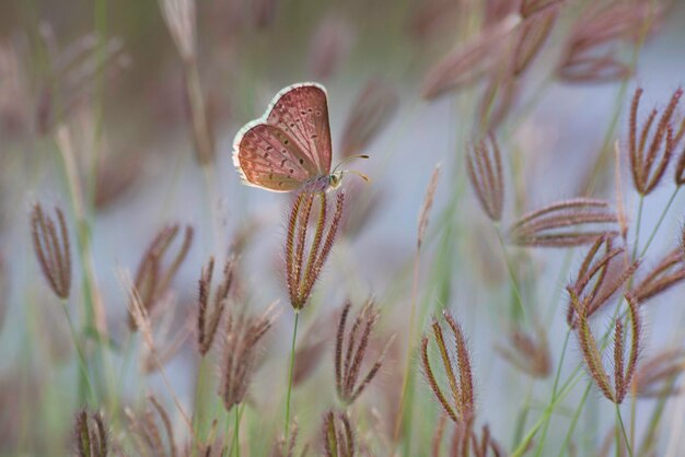 butterfly flue