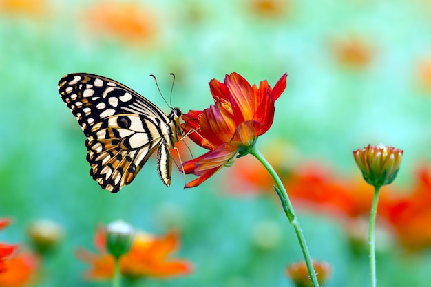 butterfly fly in morning nature.