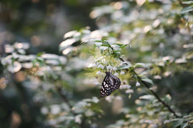 아침 자연에서 나비 비행
