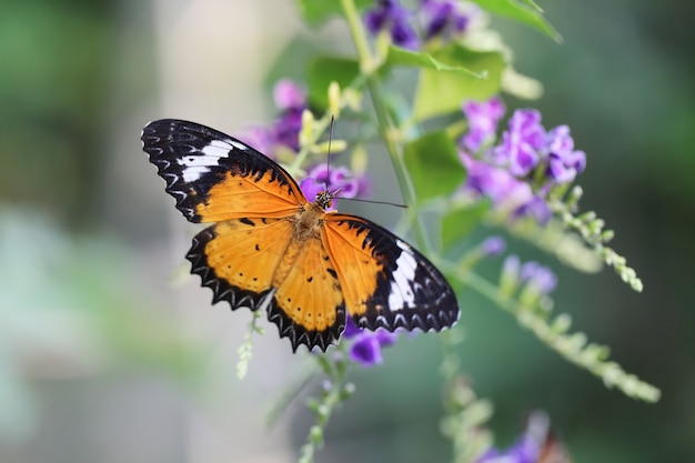 Butterfly fly in morning nature