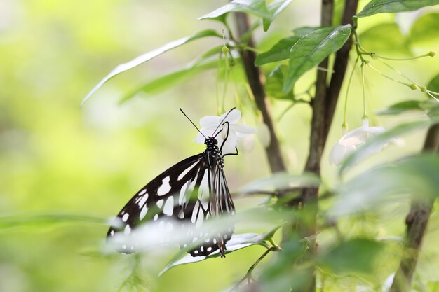 朝の自然の中で蝶が飛ぶ