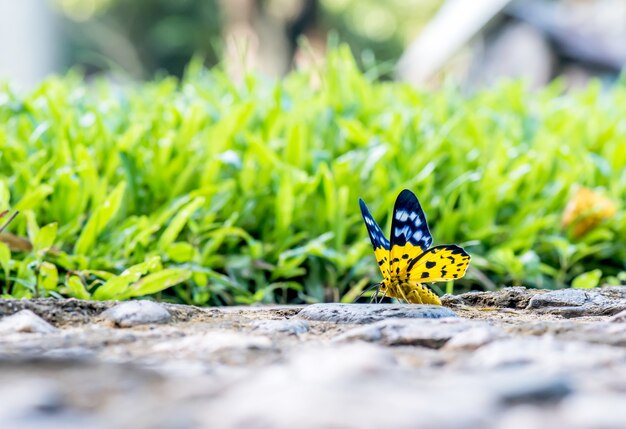 森の中の蝶、昆虫、動物