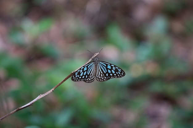 Butterfly in the forest