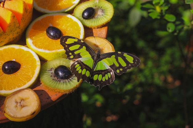 Photo butterfly and fruits