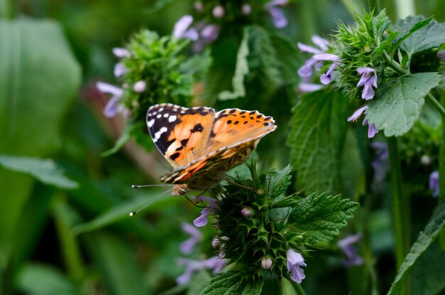  butterfly on a garden flower.