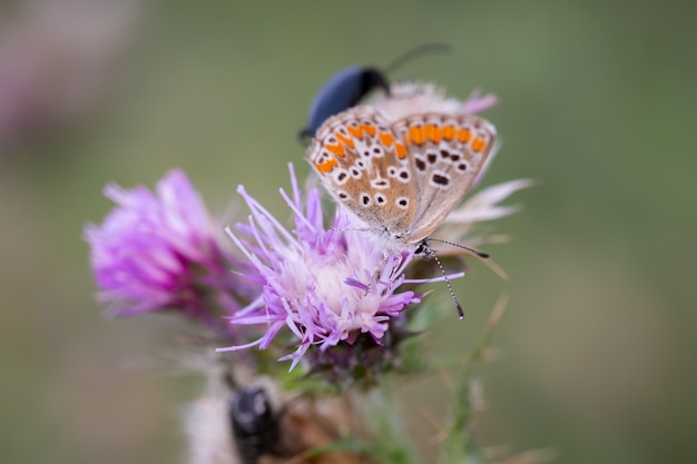 Butterfly gefotografeerd in hun natuurlijke omgeving.