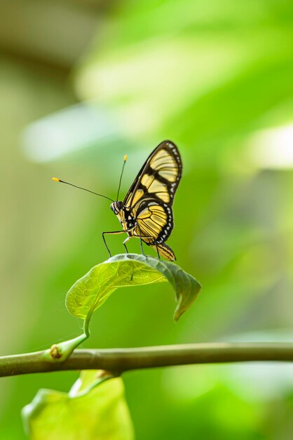 Butterfly of the genus Dicernna perched leaf with a blurred green background Brazil biodiversity