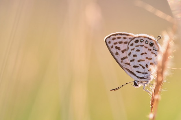 Butterfly on the grass stem