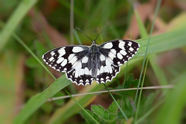 Photo butterfly on the grass