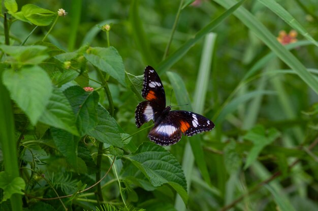 butterfly on green grass in the nature or in the garden