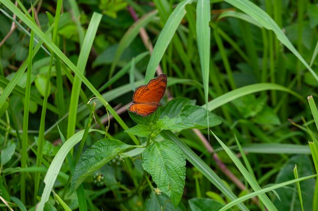 butterfly on green grass in the nature or in the garden