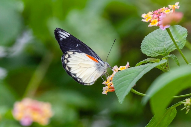 Photo butterfly on green grass in the nature or in the garden