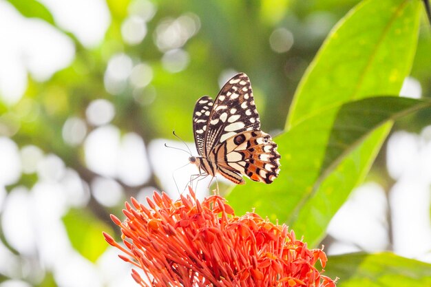 butterfly on green grass in the nature or in the garden