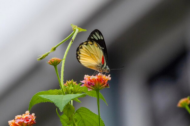 butterfly on green grass in the nature or in the garden