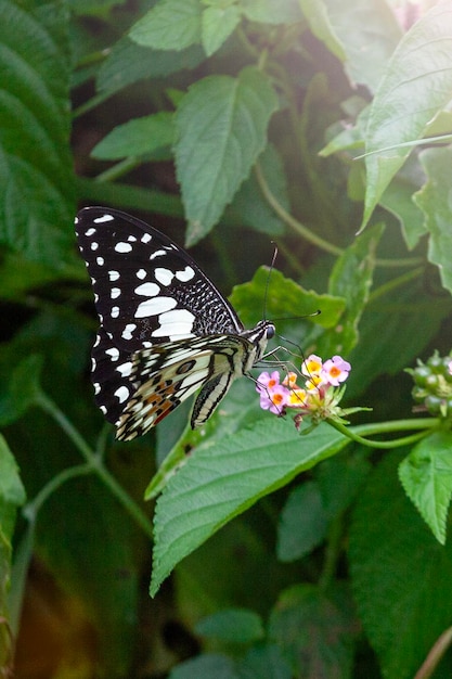 butterfly on green grass in the nature or in the garden