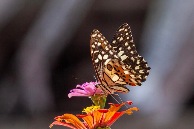 Photo butterfly on green grass in the nature or in the garden