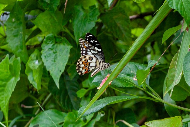 butterfly on green grass in the nature or in the garden