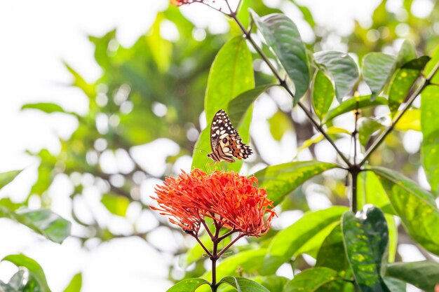 Photo butterfly on green grass in the nature or in the garden