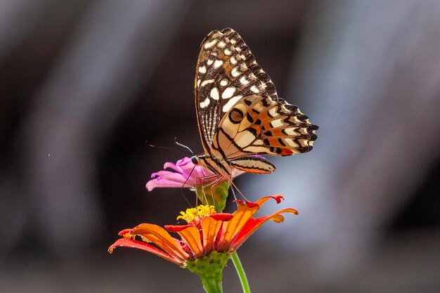 Photo butterfly on green grass in the nature or in the garden