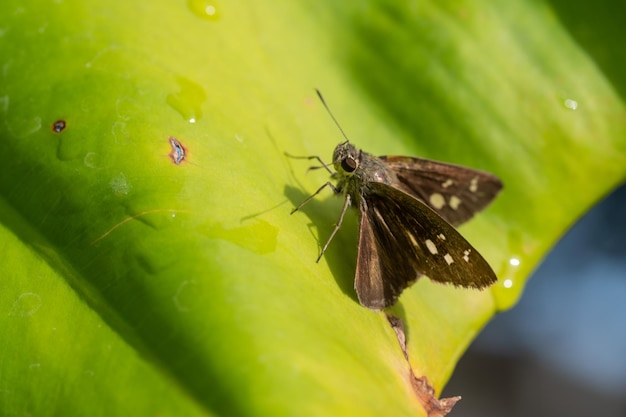 緑の葉の背景に蝶、昆虫